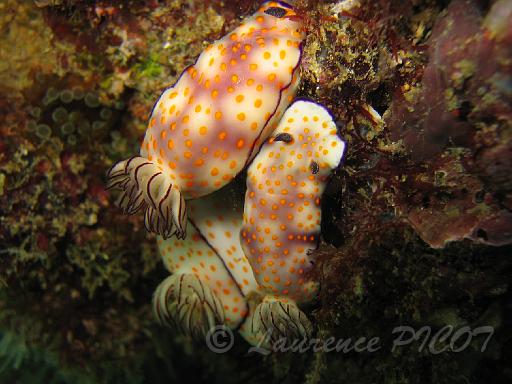 Doris à points jaunes-Risbecia pulchella 1.JPG - Océan  indien - Sultanat d'Oman